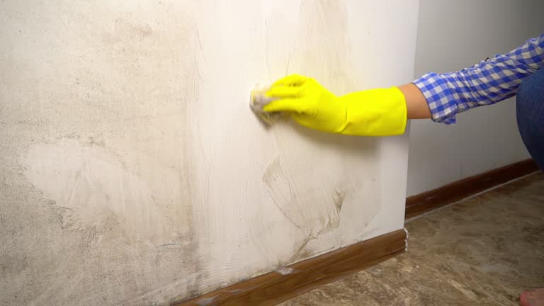 Best Mold Documentation for Insurance Claims  in Sandstone, MN