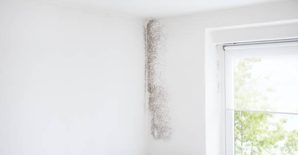 Best Asbestos and Lead Testing During Mold Inspection  in Sandstone, MN