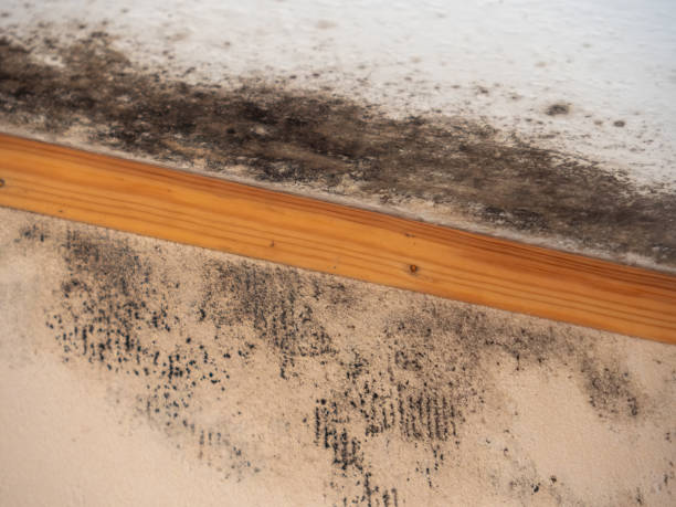 Professional Mold Removal in Sandstone, MN